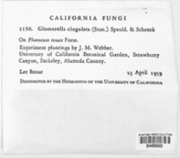Colletotrichum gloeosporioides image